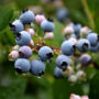 Blueberry – Highbush Bluecrop – #2 Container
